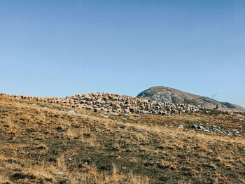 Scenic view of field against clear blue sky
