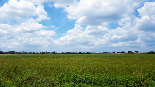 Scenic view of agricultural field against sky
