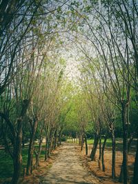 Scenic view of trees against sky