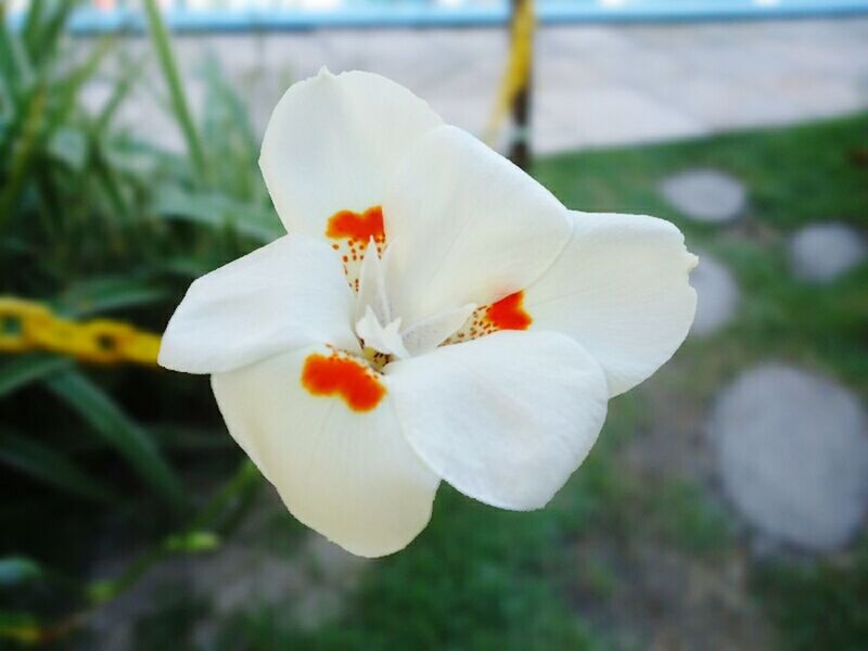 flower, petal, flower head, fragility, freshness, white color, focus on foreground, close-up, single flower, beauty in nature, growth, blooming, nature, stamen, pollen, white, in bloom, plant, stem, day