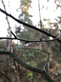 Close-up of water drops on twig