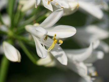 Close-up of white flowers blooming outdoors