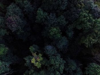 Full frame shot of dead plants