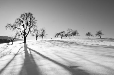 Bare trees on snow field against clear sky