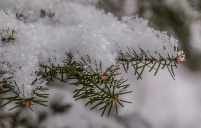 Close-up of frozen tree during winter