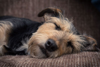 Close-up of dog sleeping on sofa
