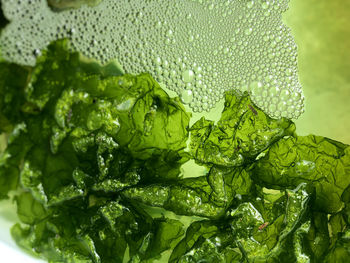 Close-up of wet leaves in drink