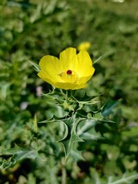 Close-up of yellow flowering plant