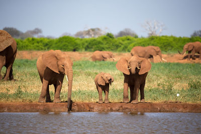 View of elephant drinking water on field