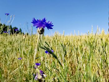 Close-up of purple flower on field against blue sky