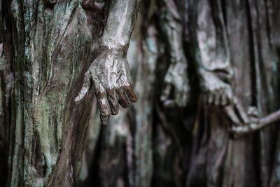 Tree trunk in forest