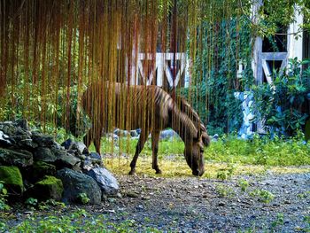 Horse grazing on field at park