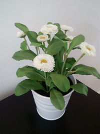 Close-up of flowers in vase