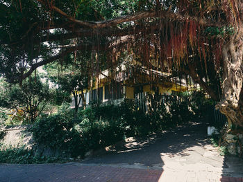 Footpath amidst trees and buildings in city