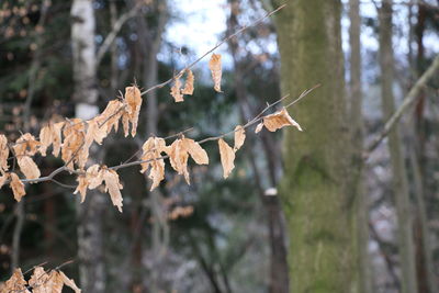 Close-up of tree branch