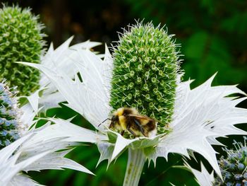 Close-up of bee pollinating on flower