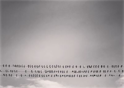 Flock of birds in sky