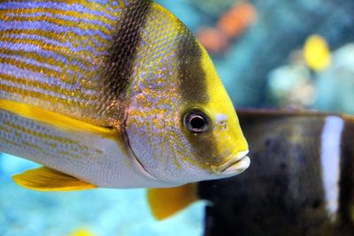 Close-up of fish swimming in sea