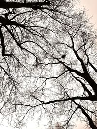 Low angle view of tree against sky