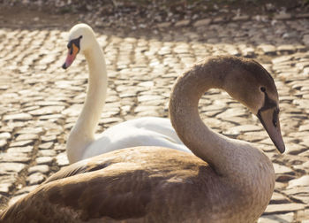 Swans in prague 
