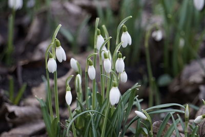 Close-up of white flowering plant on field