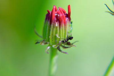 Close-up of flower