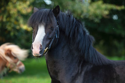 Close-up of horse standing outdoors