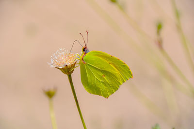 Close-up of butterfly on leaf