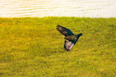 Bird flying over grassy field