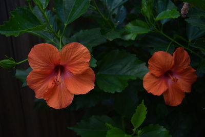 Close-up of pink flower