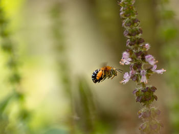 Close-up of insect flying over flower