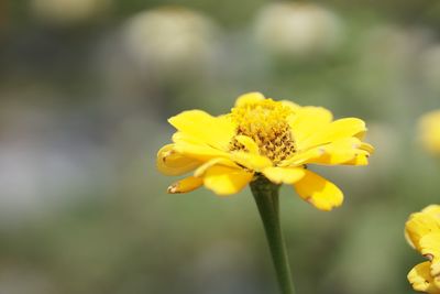 Close-up of yellow flower