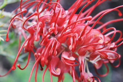 Close-up of red flowering plant