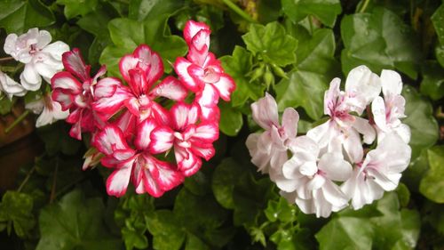 Close-up of pink flowers blooming outdoors