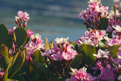 Close-up of pink flowering plants