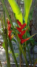 Close-up of plant