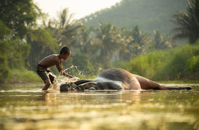 Boy cleaning buffalo in lake