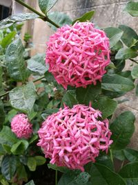 Close-up of pink flowers blooming outdoors