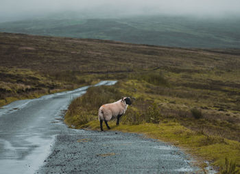 Dog walking on road