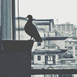 Close-up of bird perching on city against clear sky