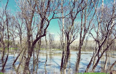 Bare trees by lake against blue sky