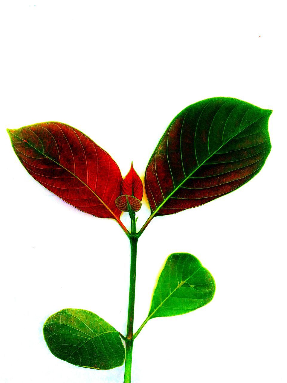 studio shot, white background, leaf, leaf vein, copy space, green color, freshness, close-up, stem, growth, nature, fragility, beauty in nature, plant, cut out, clear sky, red, green, bud, natural pattern