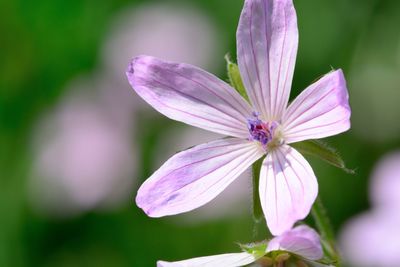 Close-up of purple cosmos blooming outdoors