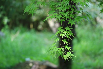 Close-up of fresh green plant