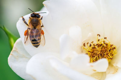 Close-up of bee on flower