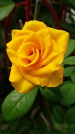 Close-up of yellow rose blooming in garden