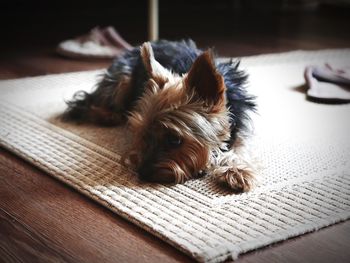 Close-up of dog lying at home