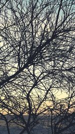 Low angle view of silhouette bare tree against sky