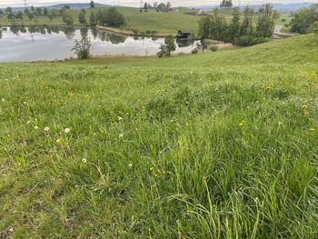 Scenic view of agricultural field