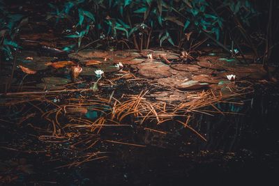 High angle view of trees on field at night
